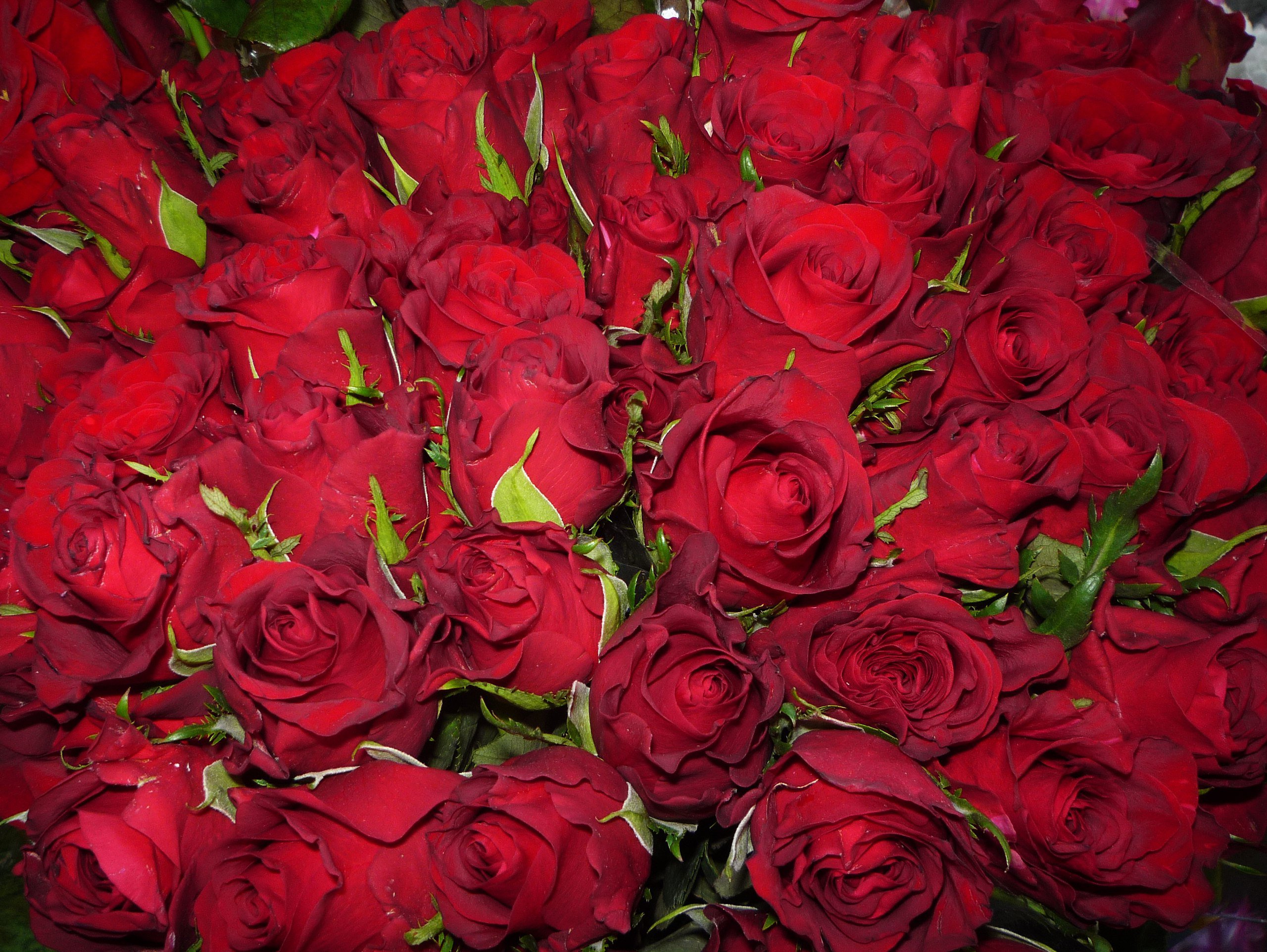 Песня женщине на юбилей 75. Красивый букет алых роз. Огромный букет красных роз.